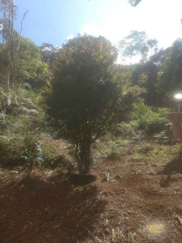 Chácara/Sítio para Venda Santo Antônio do Leite  Ouro Preto
